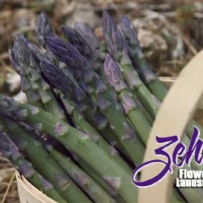 Asparagus 'Sweet Purple'