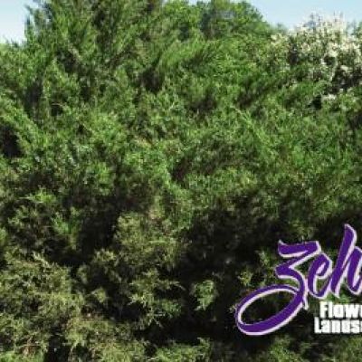 Juniperus Chinensis 'Sea Green'