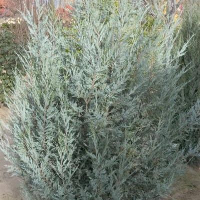 Juniperus Scopulorum
