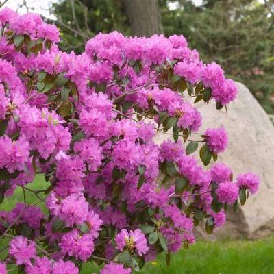 Rhododendron 'P.J.M.'
