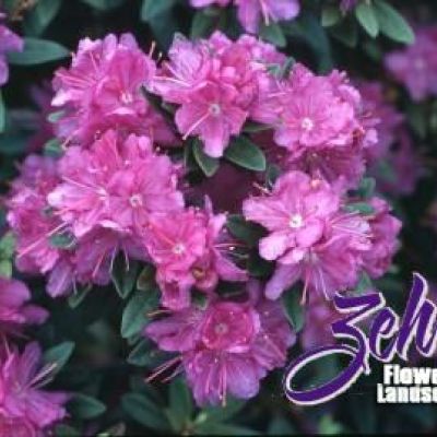 Rhododendron x "Purple Gem'
